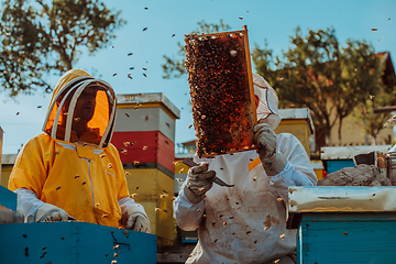 Image showing Beekeepers checking honey on the beehive frame in the field. Small business owners on apiary. Natural healthy food produceris working with bees and beehives on the apiary.