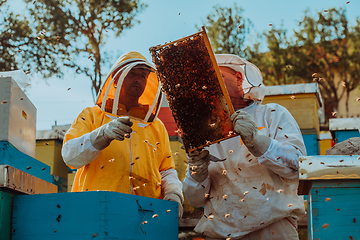 Image showing Beekeepers checking honey on the beehive frame in the field. Small business owners on apiary. Natural healthy food produceris working with bees and beehives on the apiary.