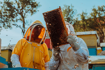 Image showing Beekeepers checking honey on the beehive frame in the field. Small business owners on apiary. Natural healthy food produceris working with bees and beehives on the apiary.