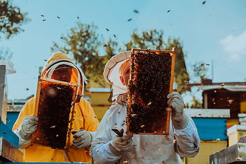 Image showing Beekeepers checking honey on the beehive frame in the field. Small business owners on apiary. Natural healthy food produceris working with bees and beehives on the apiary.