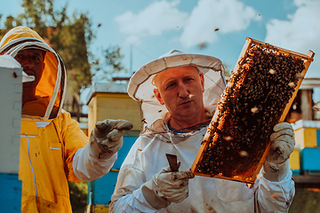 Image showing Beekeepers checking honey on the beehive frame in the field. Small business owners on apiary. Natural healthy food produceris working with bees and beehives on the apiary.