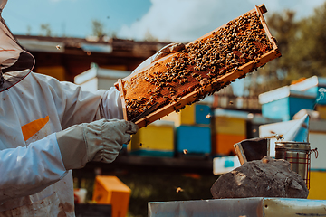 Image showing Beekeeper holding the beehive frame filled with honey against the sunlight in the field full of flowers