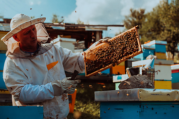 Image showing Beekeeper holding the beehive frame filled with honey against the sunlight in the field full of flowers