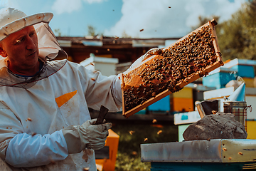 Image showing Beekeeper holding the beehive frame filled with honey against the sunlight in the field full of flowers