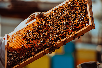 Image showing Beekeeper holding the beehive frame filled with honey against the sunlight in the field full of flowers