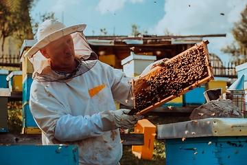 Image showing Beekeepers checking honey on the beehive frame in the field. Small business owners on apiary. Natural healthy food produceris working with bees and beehives on the apiary.