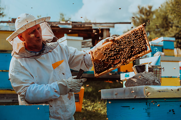 Image showing Beekeeper checking honey on the beehive frame in the field. Beekeeper on apiary. Beekeeper is working with bees and beehives on the apiary.