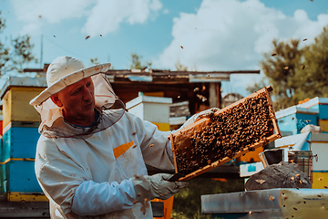 Image showing Beekeeper checking honey on the beehive frame in the field. Beekeeper on apiary. Beekeeper is working with bees and beehives on the apiary.