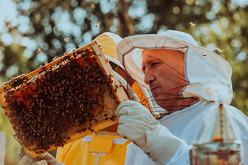 Image showing Beekeepers checking honey on the beehive frame in the field. Small business owners on apiary. Natural healthy food produceris working with bees and beehives on the apiary.