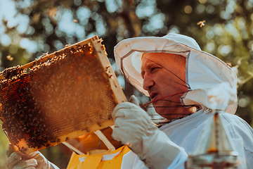 Image showing Beekeepers checking honey on the beehive frame in the field. Small business owners on apiary. Natural healthy food produceris working with bees and beehives on the apiary.