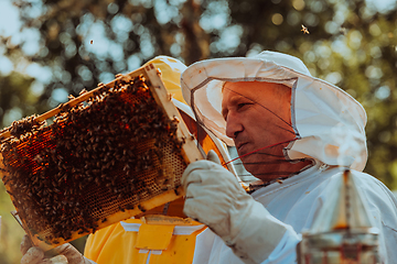 Image showing Beekeepers checking honey on the beehive frame in the field. Small business owners on apiary. Natural healthy food produceris working with bees and beehives on the apiary.