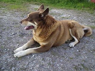 Image showing Dog