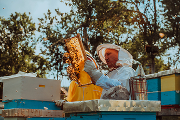 Image showing Beekeepers checking honey on the beehive frame in the field. Small business owners on apiary. Natural healthy food produceris working with bees and beehives on the apiary.