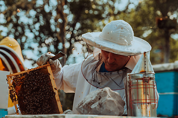 Image showing Beekeepers check the honey on the hive frame in the field. Beekeepers check honey quality and honey parasites. A beekeeper works with bees and beehives in an apiary.