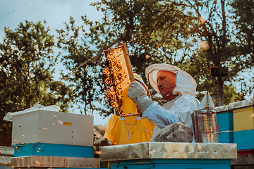 Image showing Beekeepers checking honey on the beehive frame in the field. Small business owners on apiary. Natural healthy food produceris working with bees and beehives on the apiary.