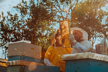 Image showing Beekeepers checking honey on the beehive frame in the field. Small business owners on apiary. Natural healthy food produceris working with bees and beehives on the apiary.