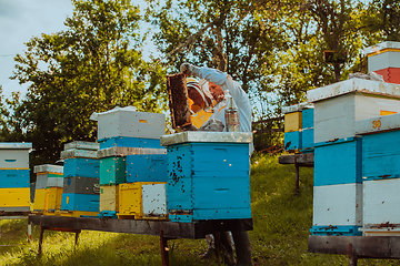 Image showing Beekeepers checking honey on the beehive frame in the field. Small business owners on apiary. Natural healthy food produceris working with bees and beehives on the apiary.