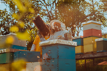 Image showing Beekeepers checking honey on the beehive frame in the field. Small business owners on apiary. Natural healthy food produceris working with bees and beehives on the apiary.