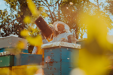 Image showing Beekeepers checking honey on the beehive frame in the field. Small business owners on apiary. Natural healthy food produceris working with bees and beehives on the apiary.