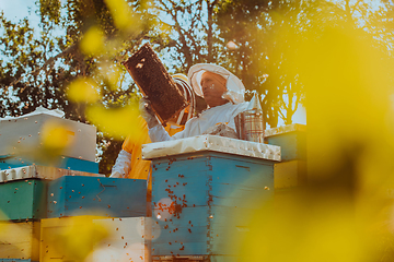 Image showing Beekeepers checking honey on the beehive frame in the field. Small business owners on apiary. Natural healthy food produceris working with bees and beehives on the apiary.