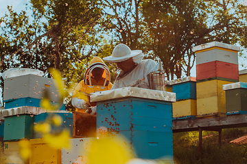 Image showing Beekeepers checking honey on the beehive frame in the field. Small business owners on apiary. Natural healthy food produceris working with bees and beehives on the apiary.