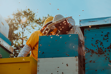 Image showing Beekeepers checking honey on the beehive frame in the field. Small business owners on apiary. Natural healthy food produceris working with bees and beehives on the apiary.