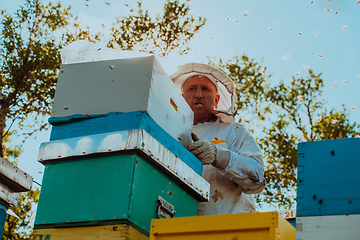 Image showing Beekeeper checking honey on the beehive frame in the field. Natural healthy food produceron apiary. Small business owneris working with bees and beehives on the apiary.