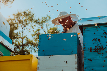 Image showing Beekeeper checking honey on the beehive frame in the field. Natural healthy food produceron apiary. Small business owneris working with bees and beehives on the apiary.