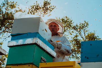 Image showing Beekeeper checking honey on the beehive frame in the field. Natural healthy food produceron apiary. Small business owneris working with bees and beehives on the apiary.