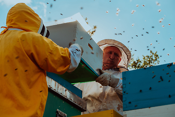 Image showing Beekeepers checking honey on the beehive frame in the field. Small business owners on apiary. Natural healthy food produceris working with bees and beehives on the apiary.