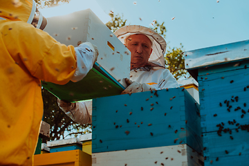 Image showing Beekeepers checking honey on the beehive frame in the field. Small business owners on apiary. Natural healthy food produceris working with bees and beehives on the apiary.