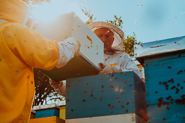 Image showing Beekeepers checking honey on the beehive frame in the field. Small business owners on apiary. Natural healthy food produceris working with bees and beehives on the apiary.