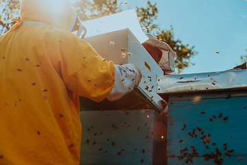 Image showing Beekeepers checking honey on the beehive frame in the field. Small business owners on apiary. Natural healthy food produceris working with bees and beehives on the apiary.