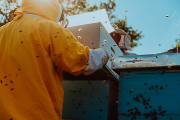 Image showing Beekeepers checking honey on the beehive frame in the field. Small business owners on apiary. Natural healthy food produceris working with bees and beehives on the apiary.