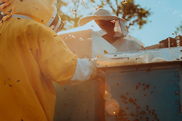 Image showing Beekeepers checking honey on the beehive frame in the field. Small business owners on apiary. Natural healthy food produceris working with bees and beehives on the apiary.