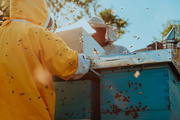 Image showing Beekeepers checking honey on the beehive frame in the field. Small business owners on apiary. Natural healthy food produceris working with bees and beehives on the apiary.