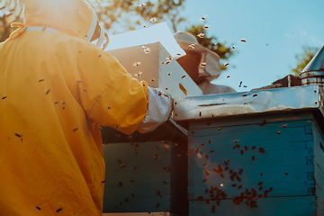 Image showing Beekeepers checking honey on the beehive frame in the field. Small business owners on apiary. Natural healthy food produceris working with bees and beehives on the apiary.