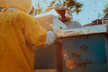 Image showing Beekeepers checking honey on the beehive frame in the field. Small business owners on apiary. Natural healthy food produceris working with bees and beehives on the apiary.