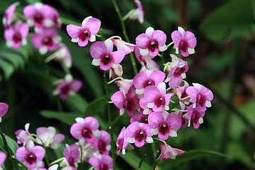 Image showing Vanda, Orchid