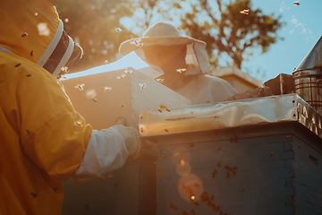 Image showing Beekeepers checking honey on the beehive frame in the field. Small business owners on apiary. Natural healthy food produceris working with bees and beehives on the apiary.