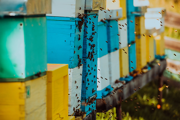 Image showing Close up photo of bees hovering around the hive carrying pollen