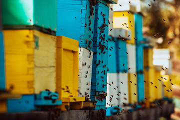 Image showing Close up photo of bees hovering around the hive carrying pollen