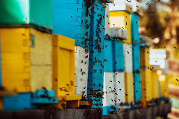 Image showing Close up photo of bees hovering around the hive carrying pollen