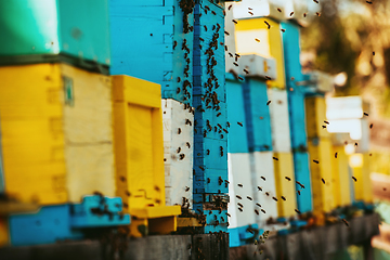 Image showing Close up photo of bees hovering around the hive carrying pollen