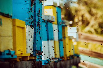 Image showing Close up photo of bees hovering around the hive carrying pollen