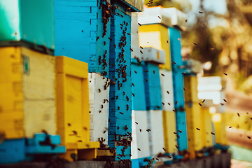 Image showing Close up photo of bees hovering around the hive carrying pollen