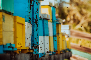 Image showing Close up photo of bees hovering around the hive carrying pollen