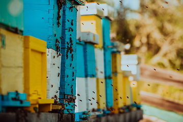 Image showing Close up photo of bees hovering around the hive carrying pollen