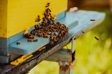 Image showing Close up photo of bees hovering around the hive carrying pollen