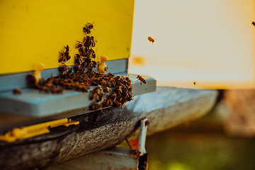 Image showing Close up photo of bees hovering around the hive carrying pollen